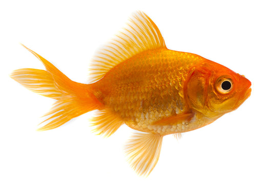 Be like a goldfish